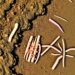 Coastal tidal flats host varied microbes with multiple functional redundancy patterns