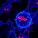 Cobimetinib boosts calreticulin and reshapes immunity in triple-negative breast cancer