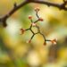 Commiphora gileadensis resin metabolites show enzyme inhibition in computational study
