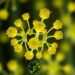 Contaminated Parachlorella kessleri cultures still show strong biofuel potential