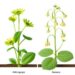 Cyclin gene evolution in Arabidopsis and Brassica links polyploid duplication to flowering time