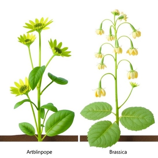 Cyclin gene evolution in Arabidopsis and Brassica links polyploid duplication to flowering time