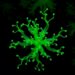 Cytotoxic metabolites from cyanobacterium Nostoc edaphicum characterized via molecular networking