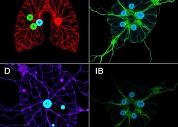 DCLK1 drives fibroblast activation and lung fibrosis via Smad3 binding