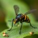 Deep learning enables markerless tracking of cyborg insects outdoors