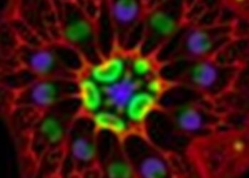 Dendritic cell SHP1 limits memory CD8 T cell development through TCF-1/Wnt signaling