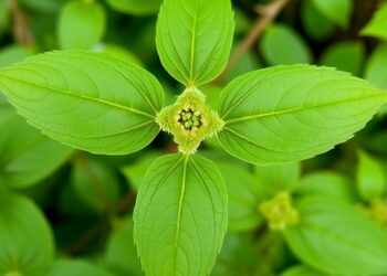 Desmodium gangeticum leaf extracts show antioxidant and antibacterial activity against Staphylococcus aureus