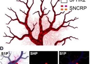 DHCR24 controls endothelial cell aging via the SPHK2/SPNS2-S1P pathway