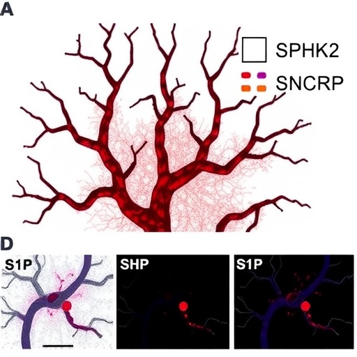 DHCR24 controls endothelial cell aging via the SPHK2/SPNS2-S1P pathway
