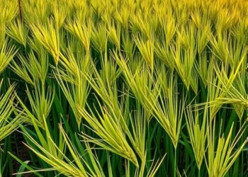 Digital tools transform rice blast disease management, review finds