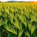 Digital tools transform rice blast disease management, review finds
