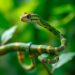 Distilled sparsity-adaptive Mamba model boosts sequential recommendation performance