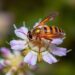 Drought-stressed crucifers emit volatiles attracting parasitoid Trichogramma pretiosum.
