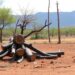 Emission factors for pollutants identified from key fuelwood species in northern South Africa