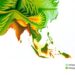 Evolution and environment shape global patterns of leaf nitrogen use