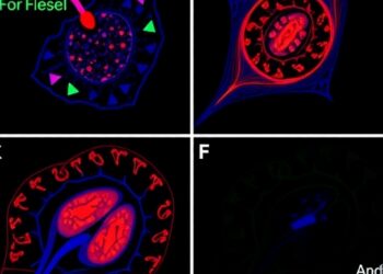 Farnesol disrupts hypoxia-driven EMT signaling in lung cancer spheroids