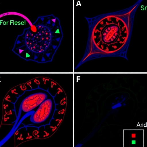 Farnesol disrupts hypoxia-driven EMT signaling in lung cancer spheroids