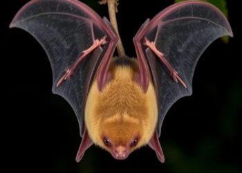 Filarioid Nematodes Detected Molecularly in Western Amazonian Bats