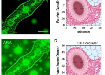 FIMBRIN2 Drives ABA-Induced Stomatal Closure via Actin Remodeling in Guard Cells