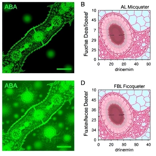 FIMBRIN2 Drives ABA-Induced Stomatal Closure via Actin Remodeling in Guard Cells