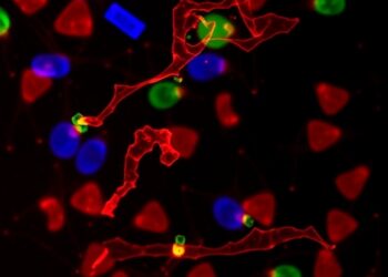 Fisetin Alters Chemoresistance-Linked microRNAs in Capecitabine-Resistant Colorectal Cancer Cells
