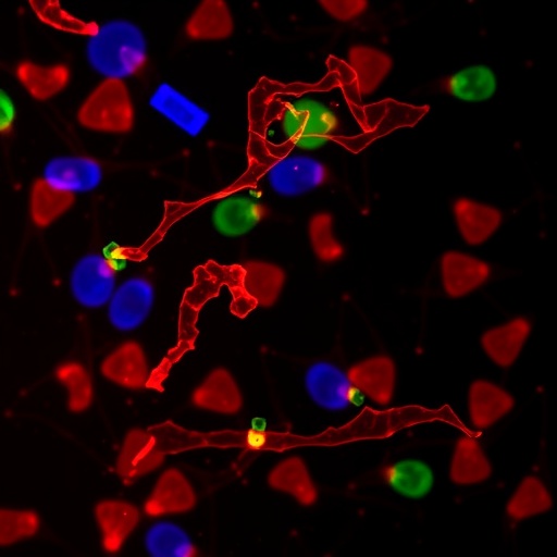 Fisetin Alters Chemoresistance-Linked microRNAs in Capecitabine-Resistant Colorectal Cancer Cells