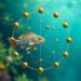 Fisher-guided personalized federated learning using efficient packed homomorphic aggregation