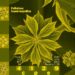 Forty-five years studying plant silicon and phytoliths: a personal retrospective