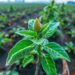 Frozen AI features enable robust plant disease detection from lab to field