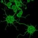 Galectin-1-high monocytes boost functional memory CD8+ T cell generation
