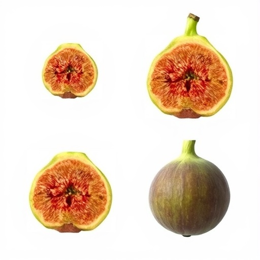 Genetic and morphological diversity revealed in Mediterranean fig genotypes