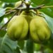 Genome-Wide MYB Gene Analysis Reveals Cold Stress Responses in Jackfruit