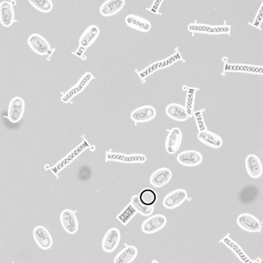 Genomic diversity and antibiotic resistance in porcine F18 E. coli strains