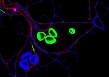 Golgi and GRAF1-mediated endocytosis reveal hidden early stages of cilium formation
