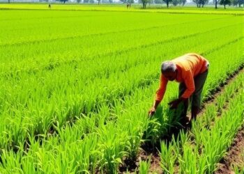 Green Manuring Boosts Sustainable Soil Management in Bangladesh