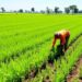 Green Manuring Boosts Sustainable Soil Management in Bangladesh