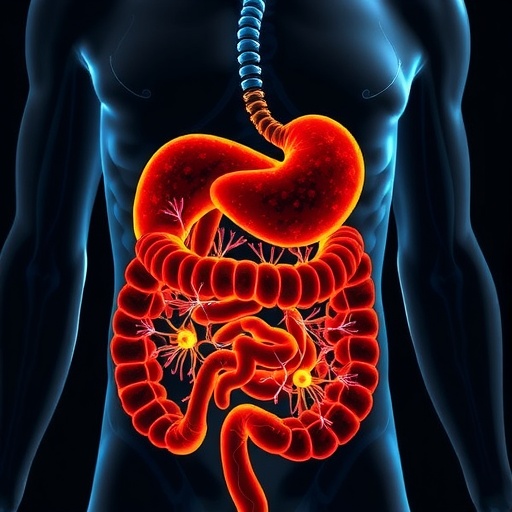 Gut microbes drive ultrasound therapy that rejuvenates ageing muscle