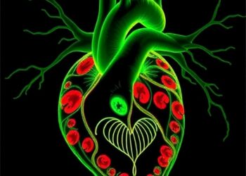 Heart unloading boosts cardiomyocyte regeneration via epicardial NRG1–ERBB4 pathway