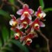 Hidden Fungal Partners Shape Tropical Epiphytic Orchids Across Multiple Scales