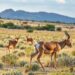 Human pressure and terrain shape goitered gazelle habitats across management zones