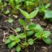 Invasive plant growth shaped by soil microbes and local leaf inputs