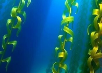 Kelp forests harbor rich genetic diversity, study finds