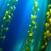 Kelp forests harbor rich genetic diversity, study finds