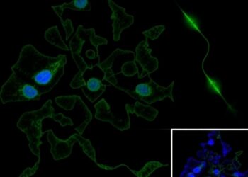 Keratin 17 promotes endometrial cancer aggressiveness through epithelial-mesenchymal transition