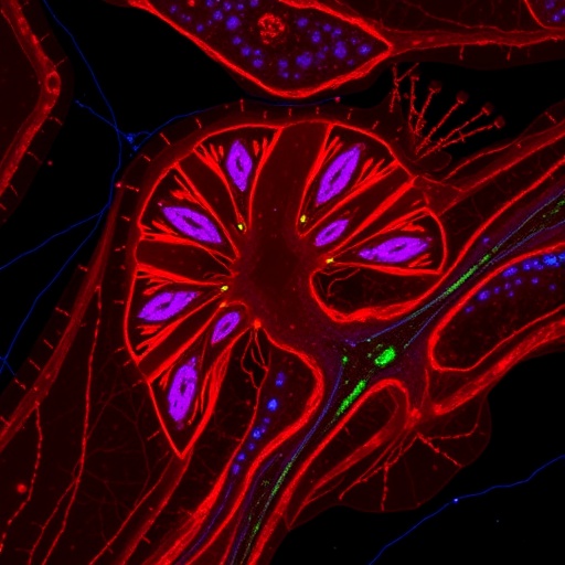 Losing desmoplakin in lung epithelium triggers fibrotic Wnt signaling in vitro