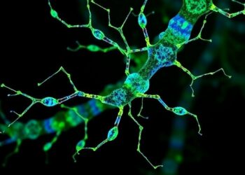 Losing Mincle receptor guards against LPS-driven preterm birth and fetal inflammation