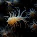 Machine Learning Traces Gastrodia elata Origins Using Elemental-Functional Fingerprints