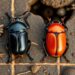 Male burying beetles carry more mites than females, regardless of size.