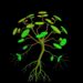 Mapping transcription factors that drive root nodule development