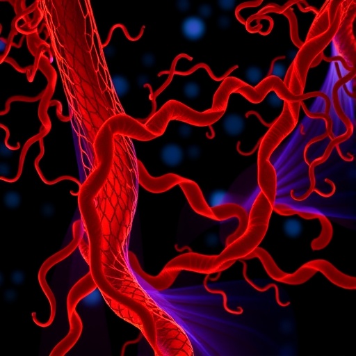 MCC protein links Wnt signaling to blood vessel polarity and remodeling